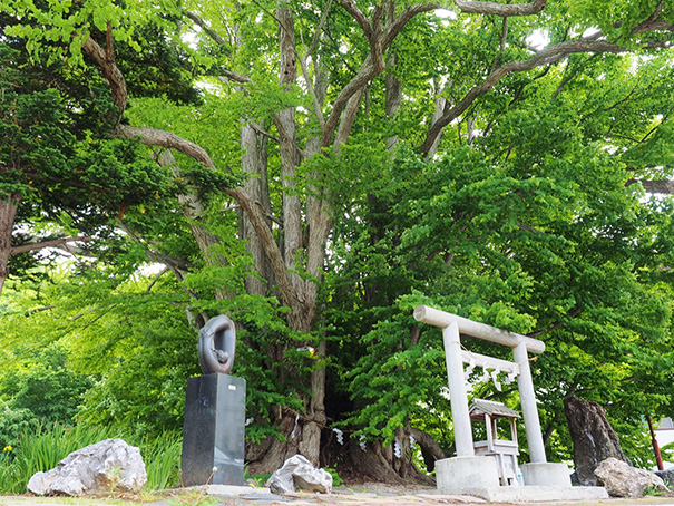 小金湯桂不動記念保護樹木｜定山渓観光協会公式サイトさま